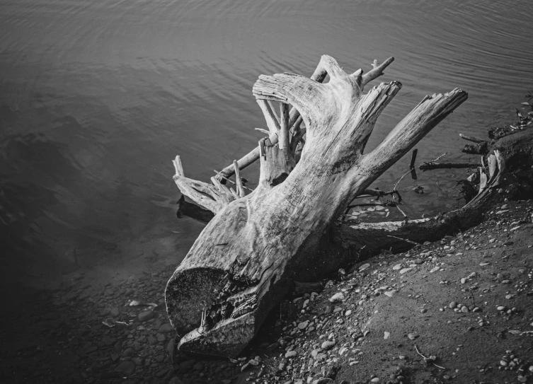 an old tree stump washed ashore along the shore of the water