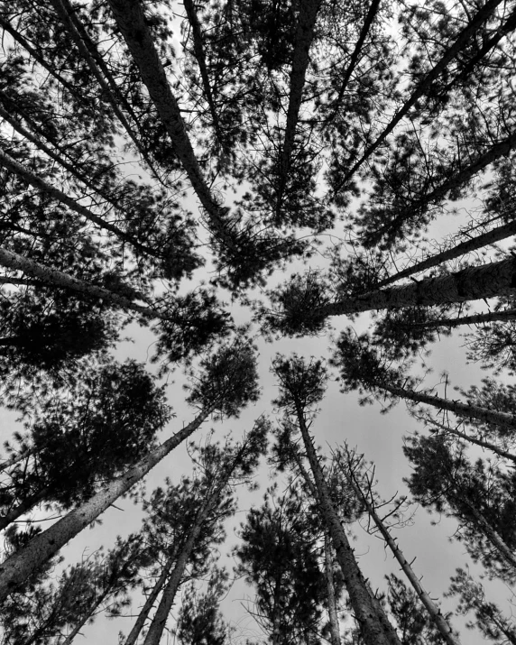 the view from a high tree with the sky in the background