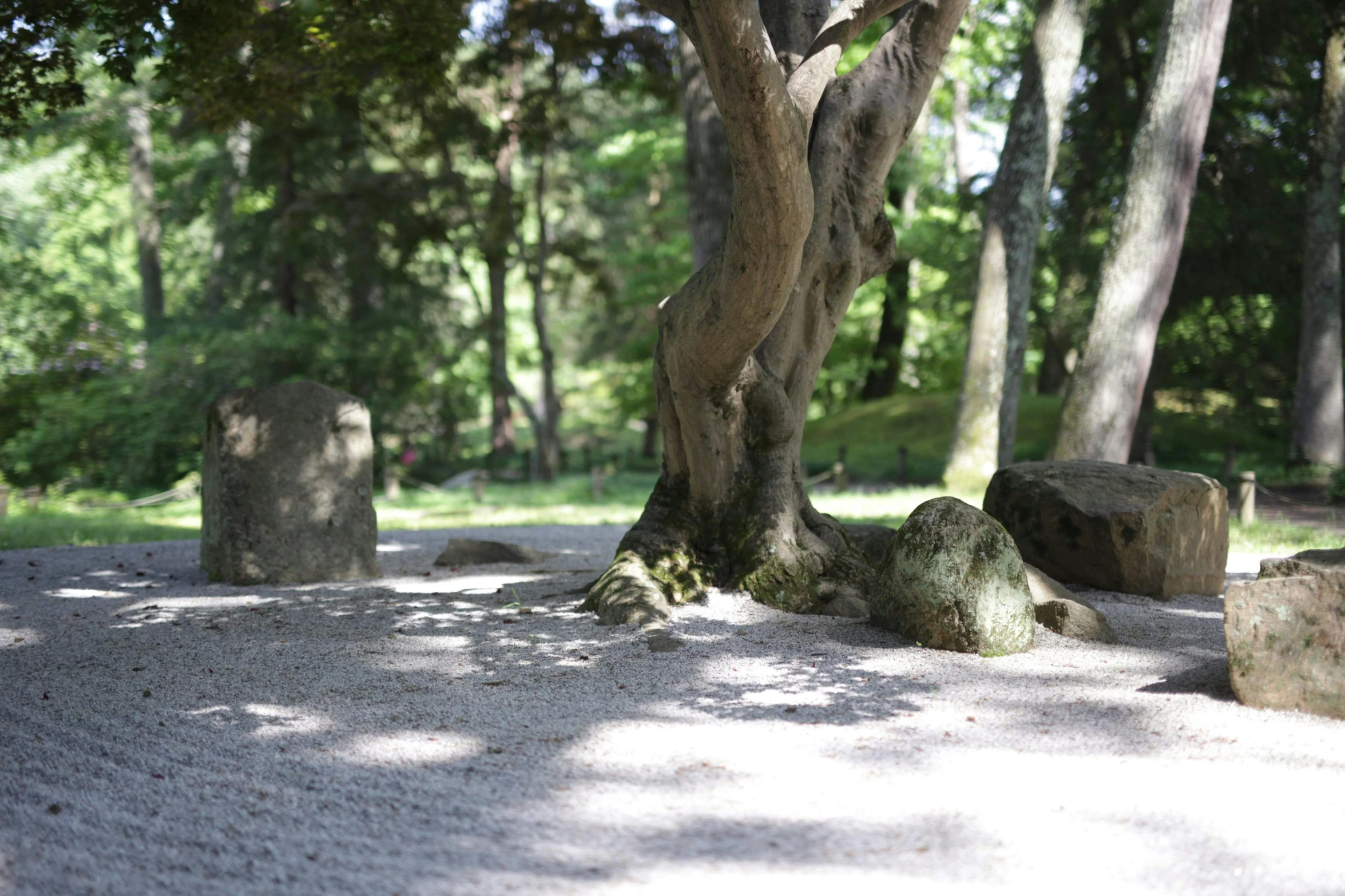 there is rock sitting under the tree next to it