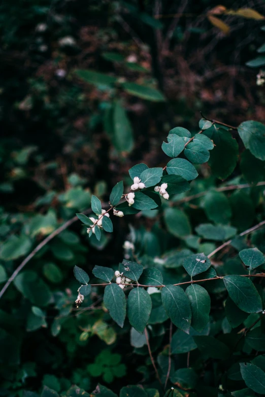 plants growing in the forest have little white flowers