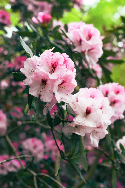 pink flowers are blooming on this sunny day