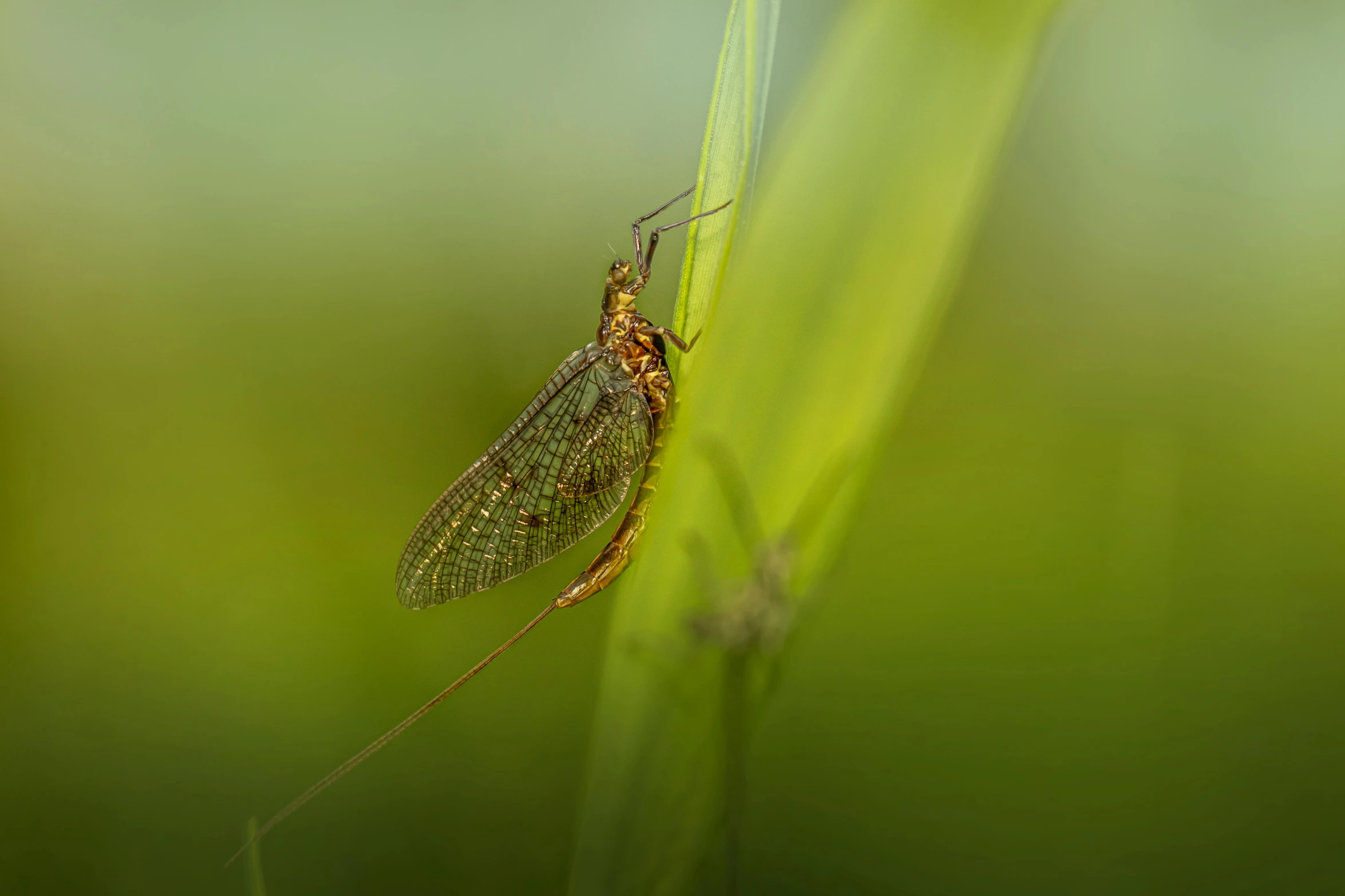 a fly rests on a leaf with the insect on it