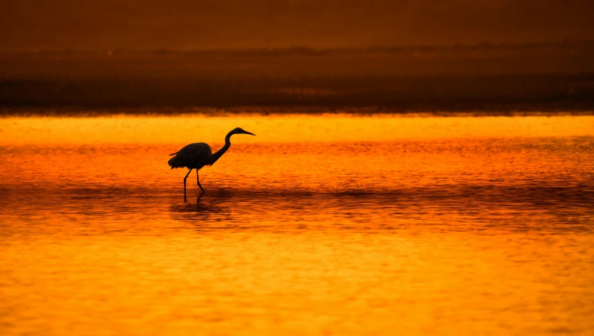 a bird is wading in shallow water as the sun goes down