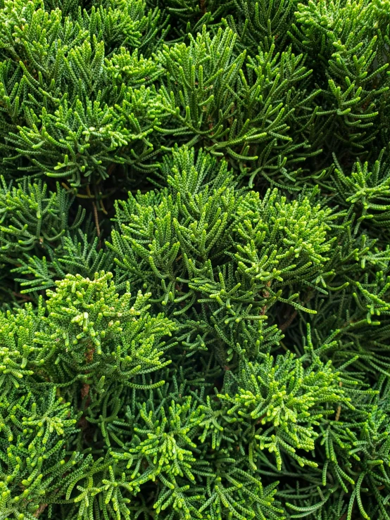 a large evergreen tree that is green and shiny