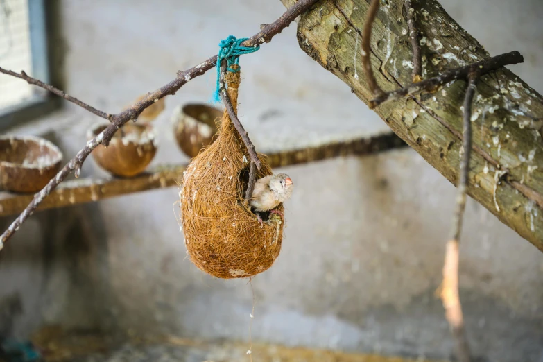 a bird nest is attached to a tree nch