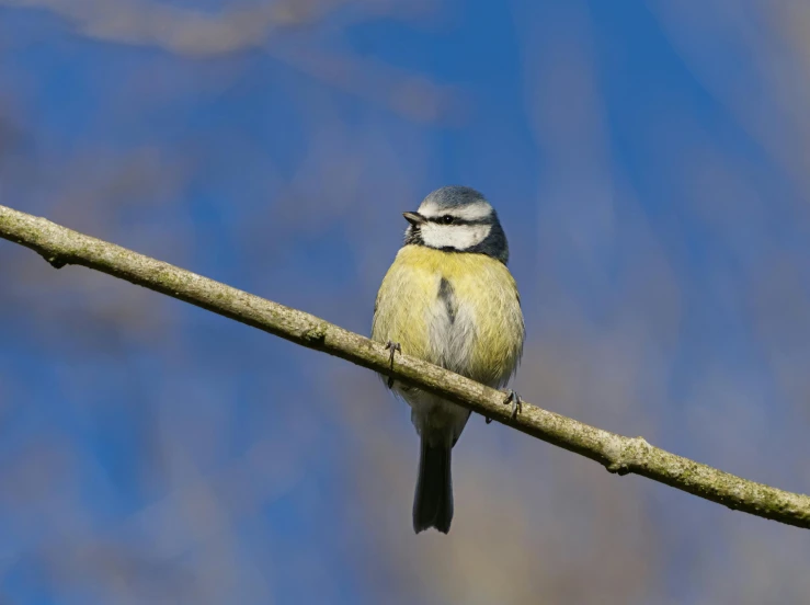 there is a small bird that is sitting on a tree limb