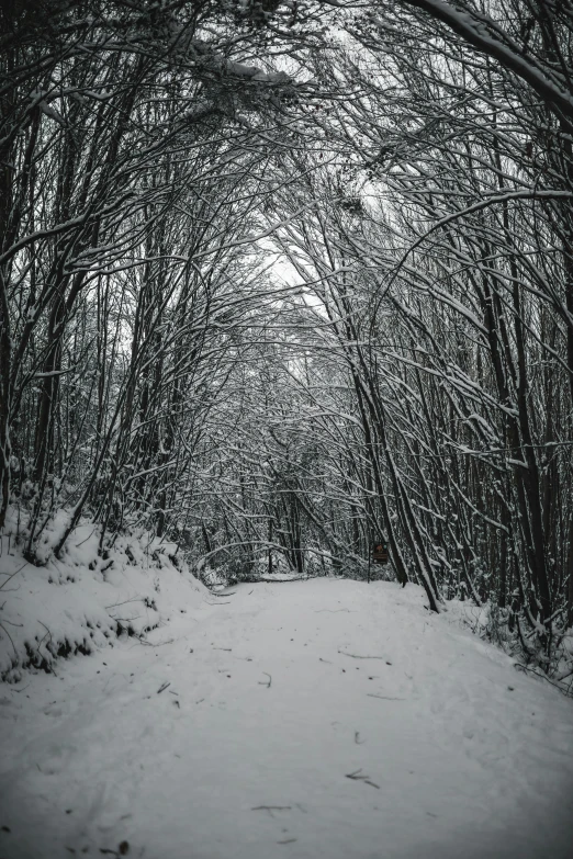 an empty snow covered trail in the woods