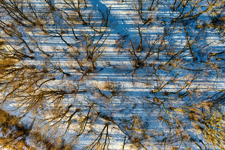 an aerial view of trees and their nches