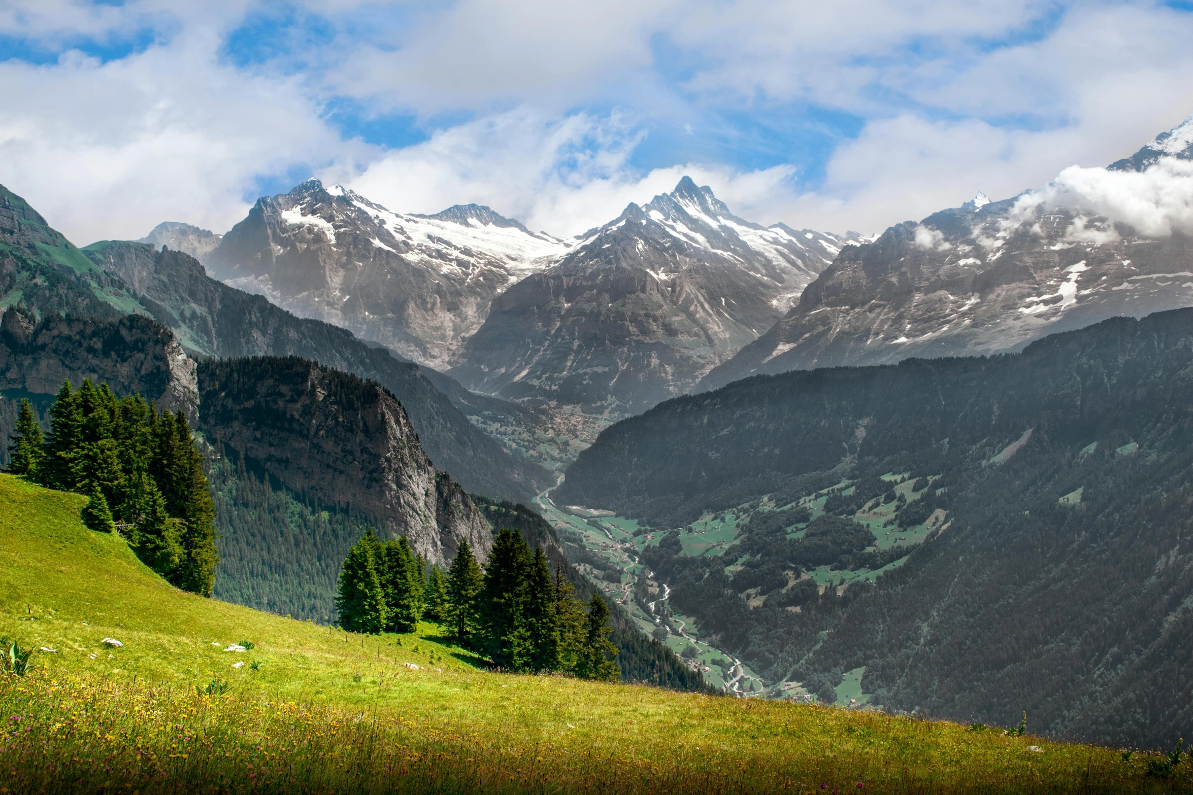 sheep grazing in grassy pasture in front of mountains