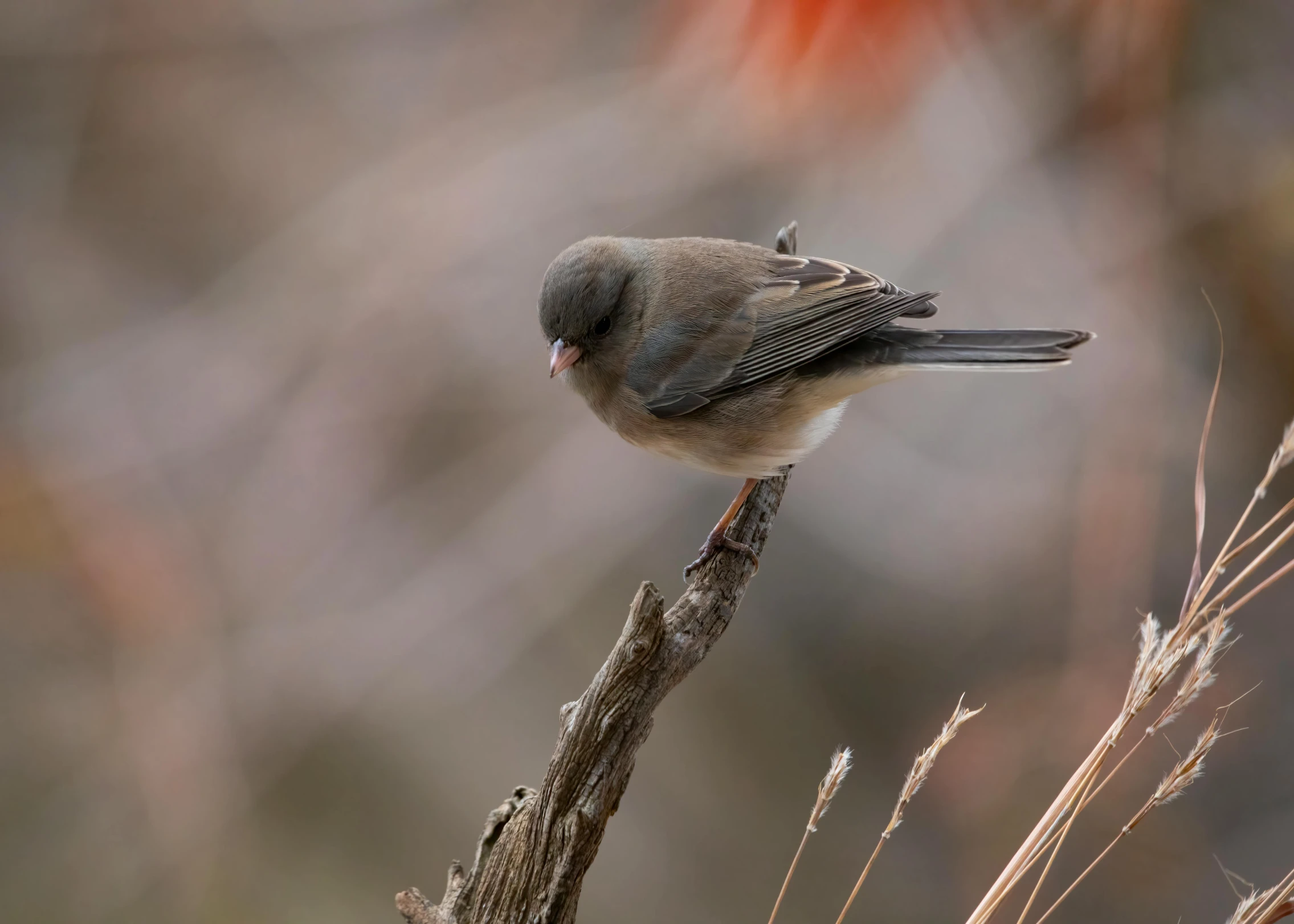 a bird is perched on top of a nch