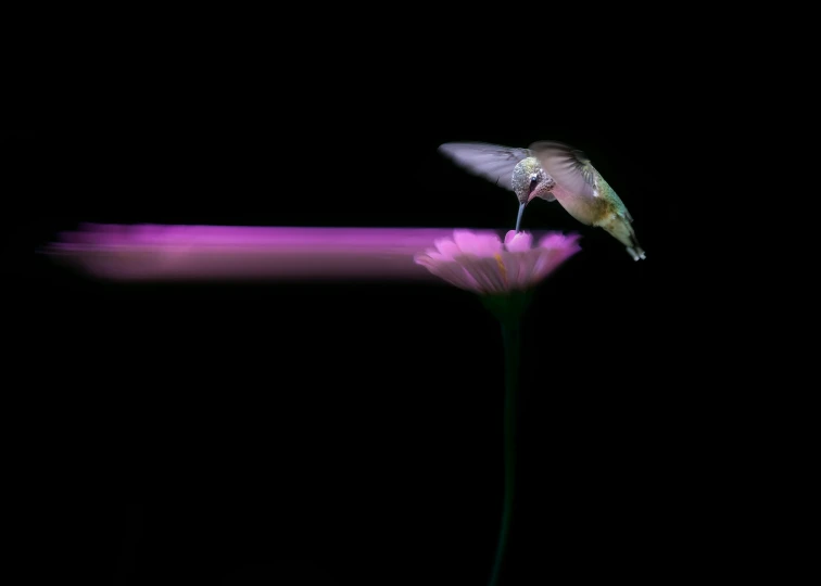 a humming bird landing on top of a purple flower