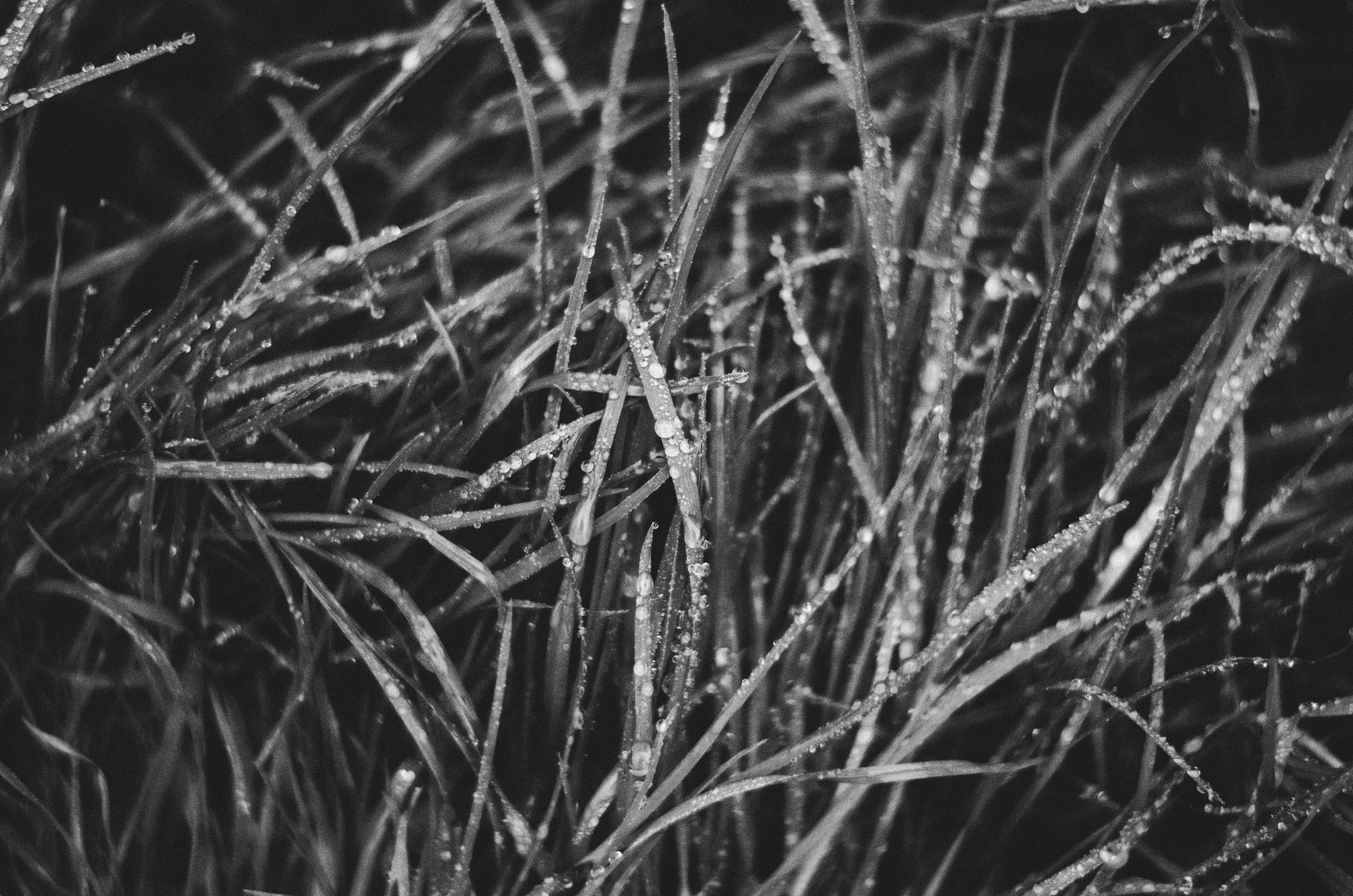 some very tall grass with drops of water on them