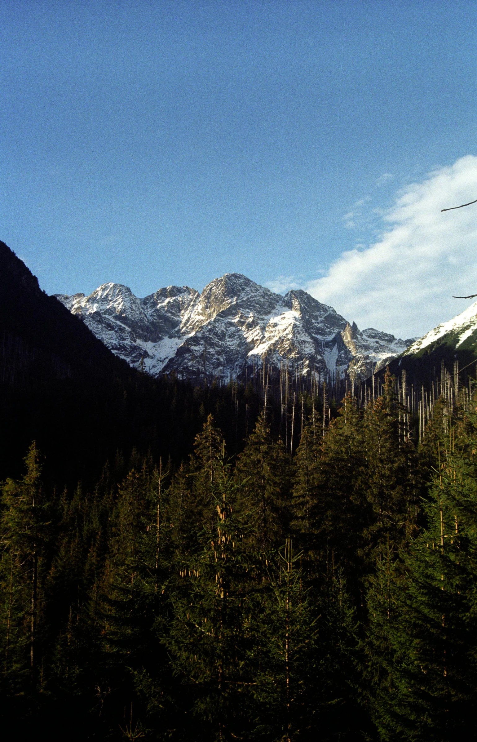 a ski lift going through the air over trees