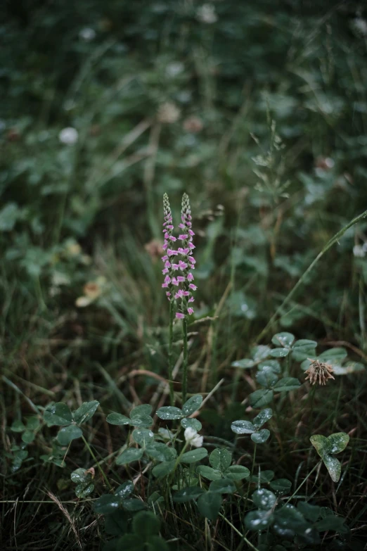 small purple flower sitting in grass next to plants