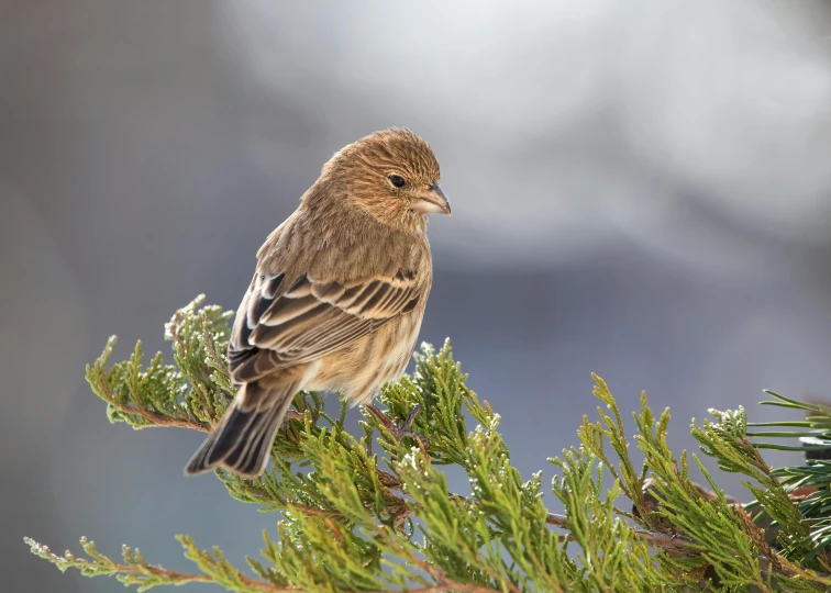 a brown and grey bird perched on a pine tree nch