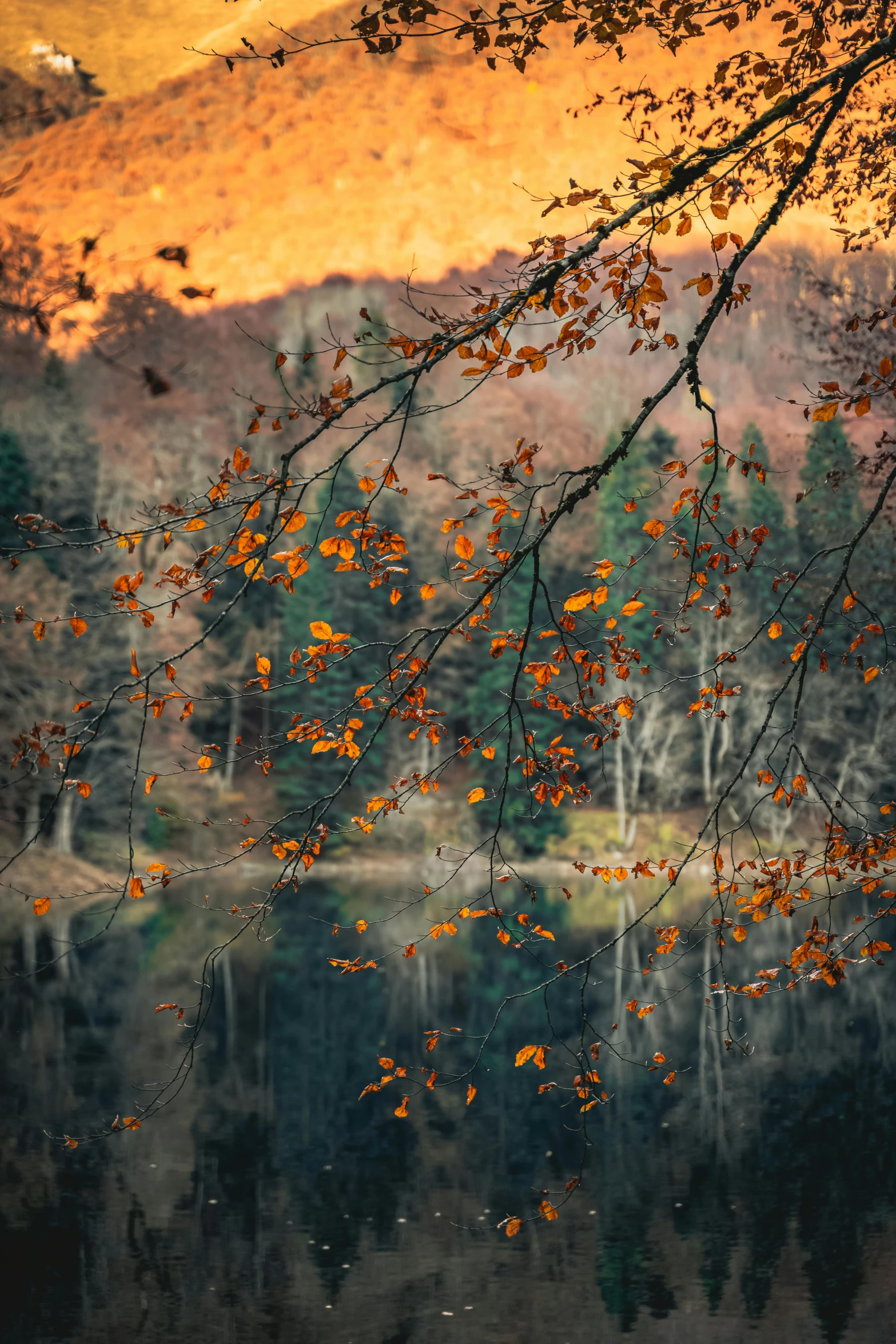 a tree with a leaf hanging over it