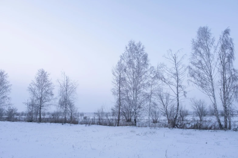 a snowy field and trees in the foreground