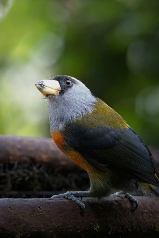 the bird is eating soing on the nch