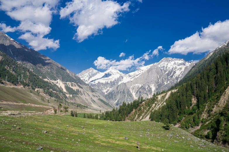 a valley with several hills surrounded by pine trees