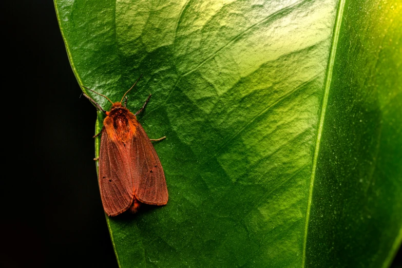 a bug is sitting on the surface of a leaf