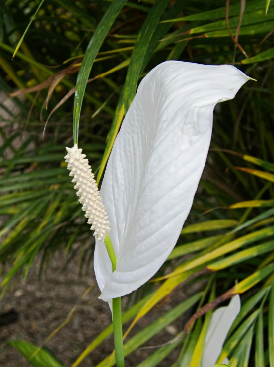 a white flower with large green leaves on the top