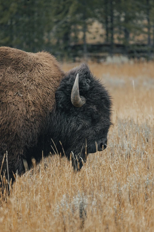 large bison in open field with tall grass