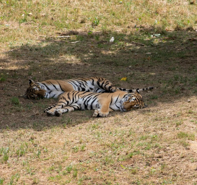 two tiger cubs are laying down on the grass