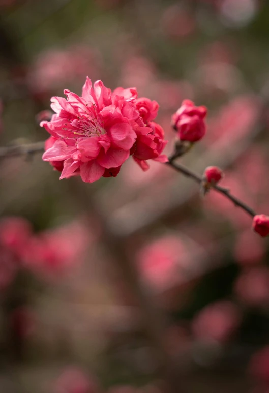 pink flowered plant in foreground, blurry background