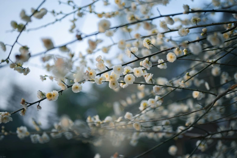 a tree with white flowers in the sunlight