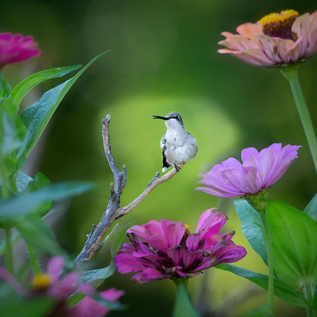 a small bird is on a twig in the middle of a bunch of flowers