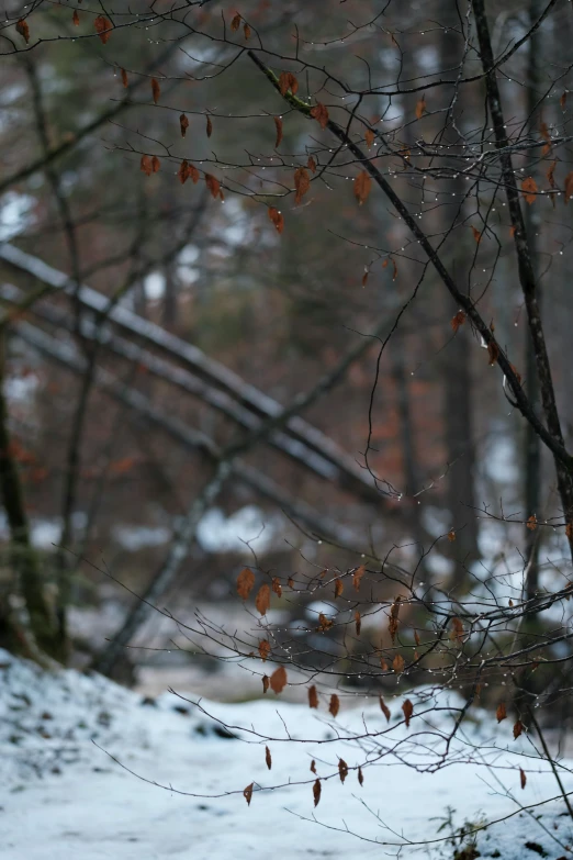 trees with no leaves and the snow on them