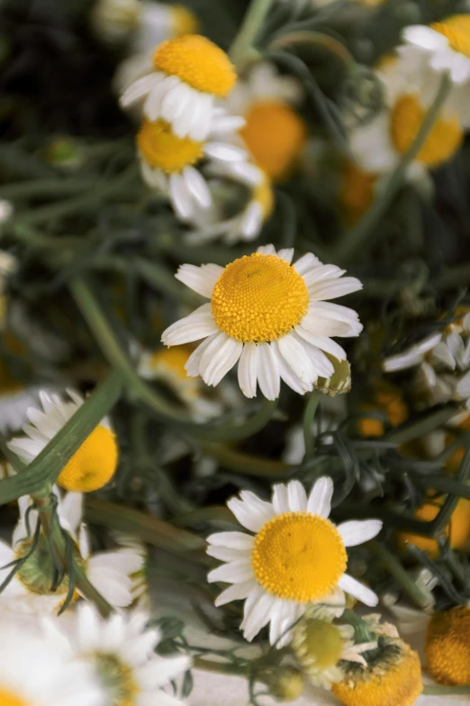 yellow and white flowers are shown in full bloom