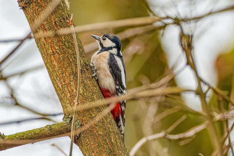 a bird is sitting on a tree nch