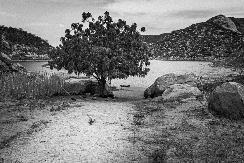 a lone tree by a stream in the desert