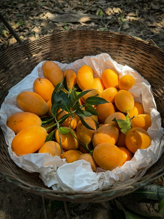 several ripe peaches sit in a basket outdoors