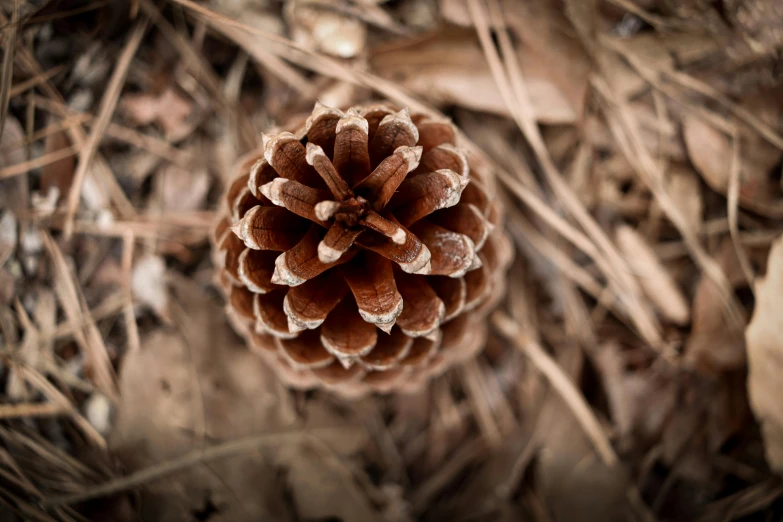 a small pine cone in the middle of some dry grass