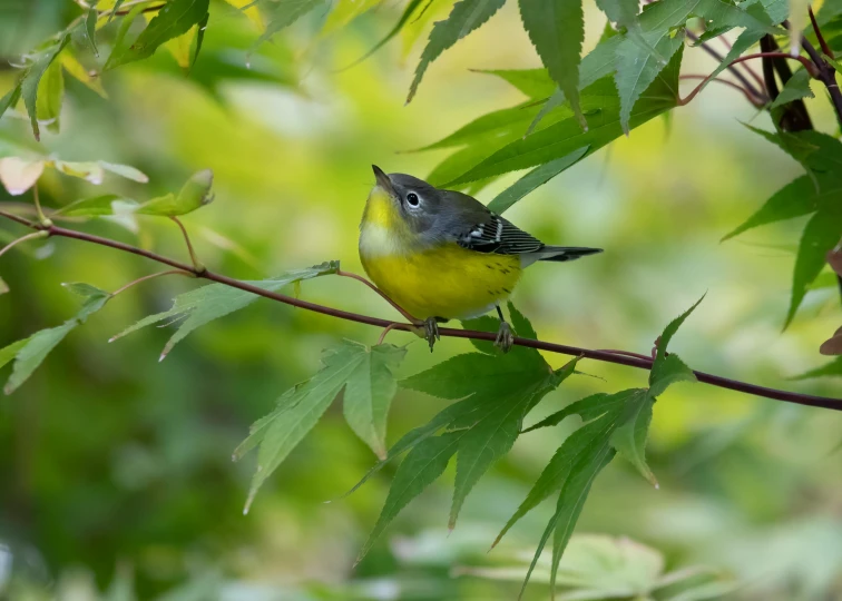 a bird sitting on a nch with leaves around it