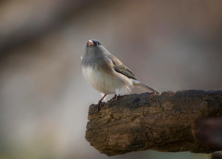 a bird sitting on a nch with its mouth open