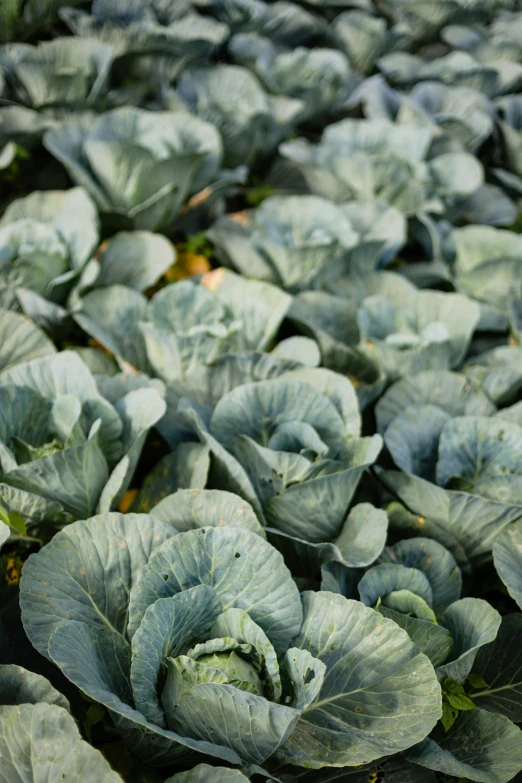 several large heads of green cabbage