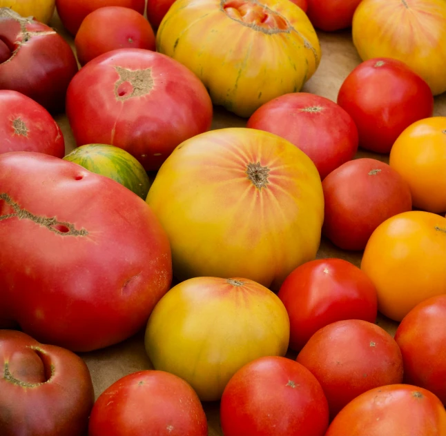 several tomatoes and one red tomato with yellow speckles