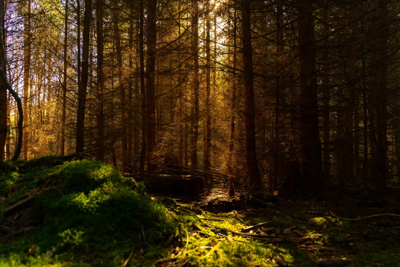 a light shines through the trees into the sun