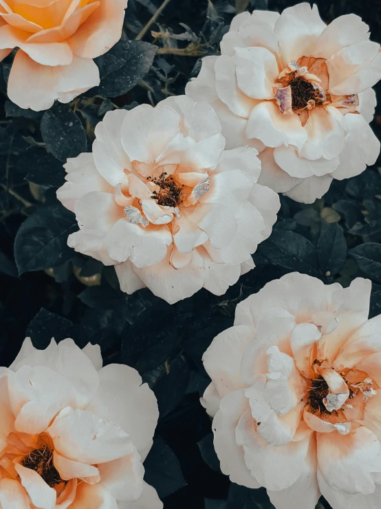 roses in bloom on a black background