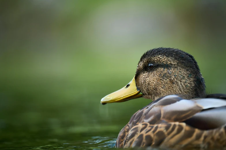 a duck that is swimming on water