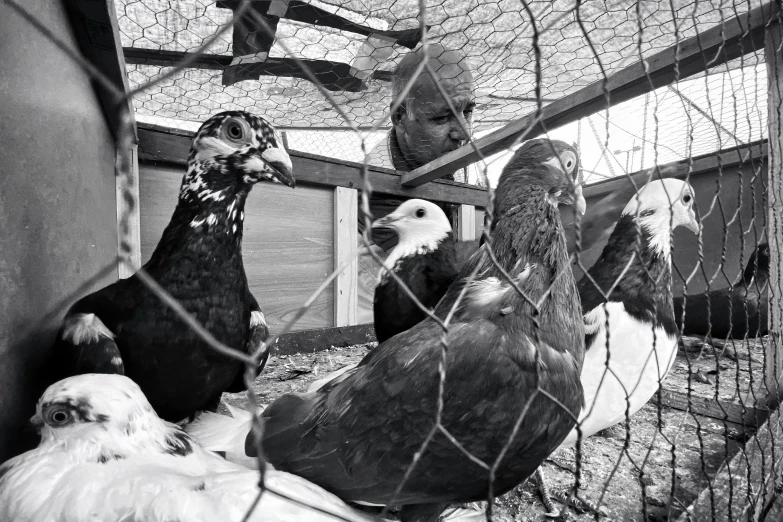 black and white pograph of vultures in cage