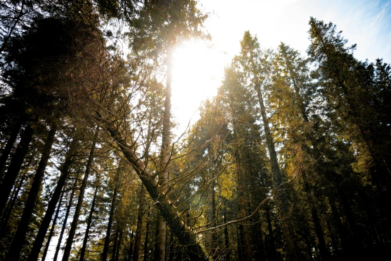 a forest has sun shining through the trees