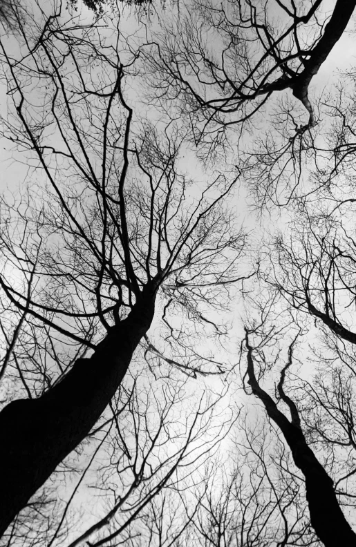 a black and white po looking up at the tops of trees