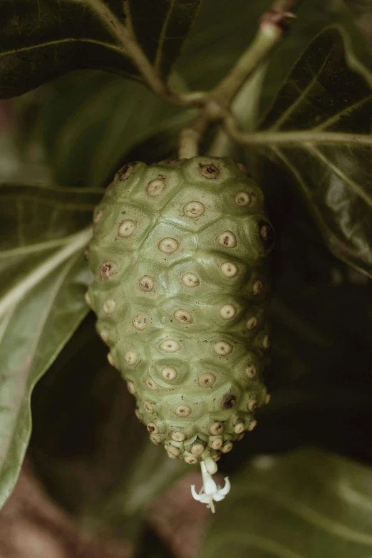 a fruit is hanging on a tree nch