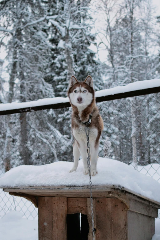 the husky stands on a post and waits for someone