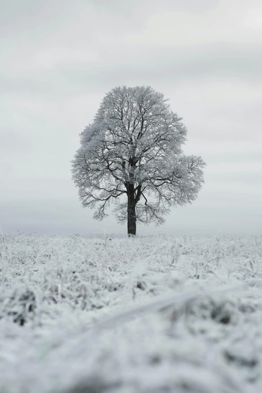 a lone tree in the middle of the winter