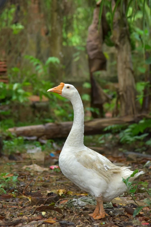 a duck walking on a leaf covered ground in the woods